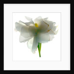 Gardenia Float, 2011 by Julia McLemore