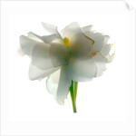 Gardenia Float, 2011 by Julia McLemore