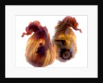Zucchini Blossom Duo, 2009 by Julia McLemore