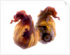 Zucchini Blossom Duo, 2009 by Julia McLemore