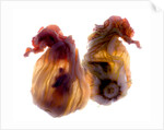 Zucchini Blossom Duo, 2009 by Julia McLemore