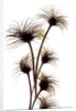 Clematis Buds, 2010 by Julia McLemore