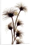 Clematis Buds, 2010 by Julia McLemore