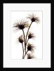 Clematis Buds, 2010 by Julia McLemore