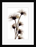 Clematis Buds, 2010 by Julia McLemore