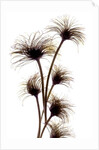 Clematis Buds, 2010 by Julia McLemore