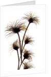 Clematis Buds, 2010 by Julia McLemore