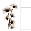 Clematis Buds, 2010 by Julia McLemore