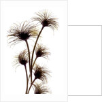 Clematis Buds, 2010 by Julia McLemore
