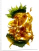 Chiquita Sunflower, 2013 by Julia McLemore