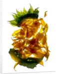 Chiquita Sunflower, 2013 by Julia McLemore