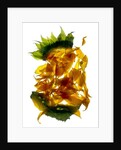 Chiquita Sunflower, 2013 by Julia McLemore