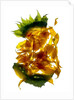 Chiquita Sunflower, 2013 by Julia McLemore