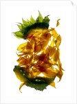 Chiquita Sunflower, 2013 by Julia McLemore