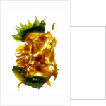 Chiquita Sunflower, 2013 by Julia McLemore