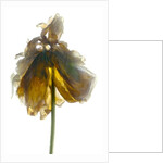 Peony Stand White, 2012 by Julia McLemore