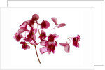 Pink Begonia I, 2014 by Julia McLemore