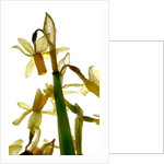 Daffodil Stand, 2012 by Julia McLemore