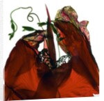 Morning Glory Canna Red, 2009 by Julia McLemore