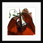 Morning Glory Canna Red, 2009 by Julia McLemore