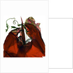 Morning Glory Canna Red, 2009 by Julia McLemore