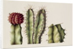 Cacti, 1999 by Annabel Barrett
