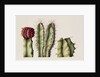 Cacti, 1999 by Annabel Barrett