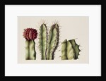 Cacti, 1999 by Annabel Barrett