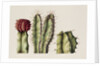 Cacti, 1999 by Annabel Barrett
