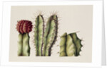 Cacti, 1999 by Annabel Barrett