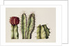 Cacti, 1999 by Annabel Barrett