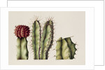 Cacti, 1999 by Annabel Barrett