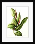 Rubber Plant, 1999 by Annabel Barrett