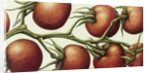 Tomato Vine, 1999 by Annabel Barrett