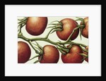 Tomato Vine, 1999 by Annabel Barrett