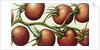 Tomato Vine, 1999 by Annabel Barrett