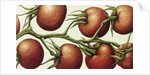 Tomato Vine, 1999 by Annabel Barrett