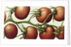 Tomato Vine, 1999 by Annabel Barrett