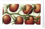 Tomato Vine, 1999 by Annabel Barrett