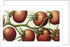 Tomato Vine, 1999 by Annabel Barrett