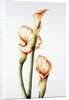 Arum Lily, 2001 by Annabel Barrett