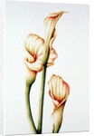 Arum Lily, 2001 by Annabel Barrett