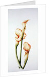 Arum Lily, 2001 by Annabel Barrett