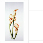 Arum Lily, 2001 by Annabel Barrett