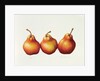 Pears, 2000 by Annabel Barrett