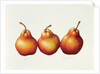 Pears, 2000 by Annabel Barrett