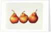 Pears, 2000 by Annabel Barrett