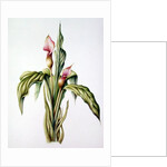 Carla Lily, 2000 by Annabel Barrett