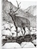 Stag, 2011 by Vincent Alexander Booth