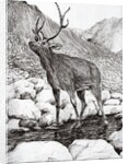 Stag, 2011 by Vincent Alexander Booth